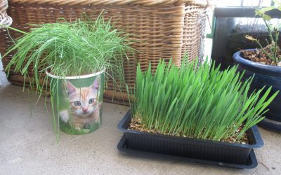 Herbe à chat – Herbe-aux-chats : quelle différence ?