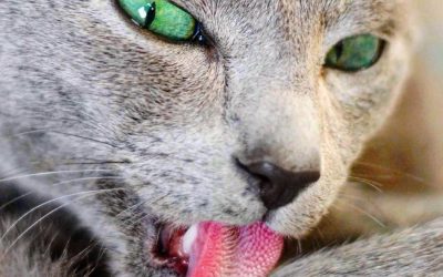 Pourquoi les chats ont une langue râpeuse – A quoi sert-elle ? | La langue du Chat