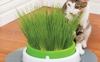 Planter-Cultiver l’herbe a chat sans terre, en appartement ou à la maison – Comment faire pousser de l’herbe pour chat facilement