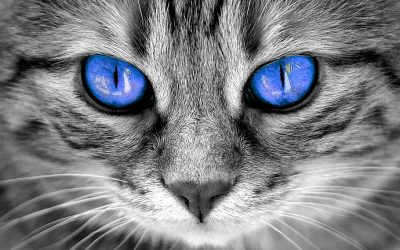 Œil chat : 30 regards de chats magnifiques