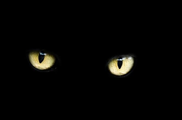 race de chat noir yeux jaune