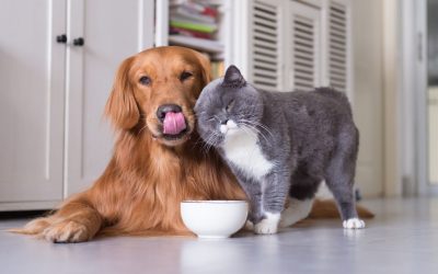 Entente Chien-Chat : une relation chat et chien parfois difficile