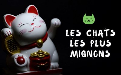 Photos de chats | Mignons – Rigolos – Droles | Bébés Chat – Chatons