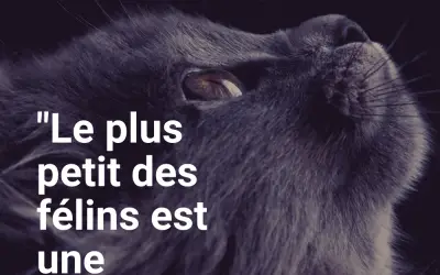 Citations | Les plus belles citations sur le chat