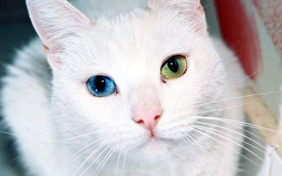 Chat yeux vairon : explication, origine, risque d’un oeil de couleur différente